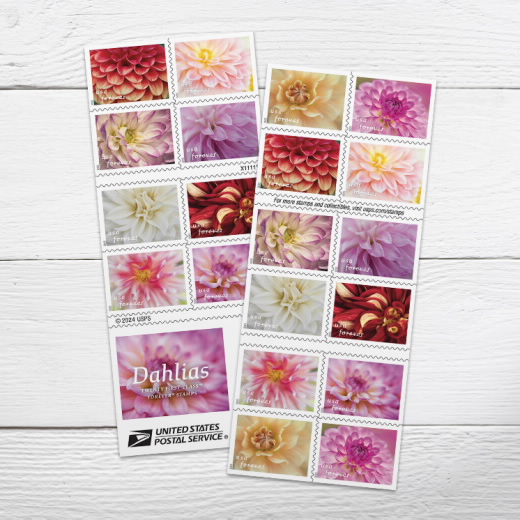 Dahlias