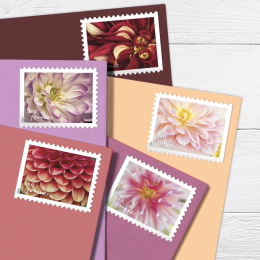 Dahlias
