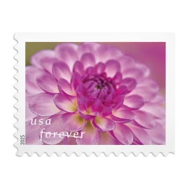 cute dahlias